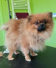 Artist'O Chien image 20