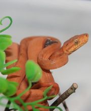 Morelias JM image 15