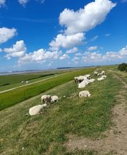 Ferienhaus Am Sielblick Ditzum Bild 2