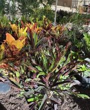 Vivero Las Palmas imagen 1