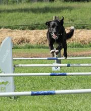 Blättler's Hundeschule Bild 5