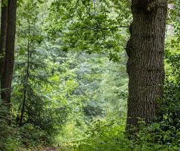 FriedWald Bremer Schweiz Bild 16