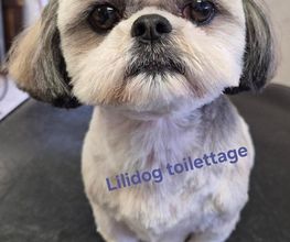 Lili Dog image 2