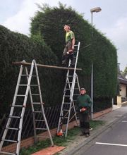 Baumpflege Oliver Schäfer Bild 8