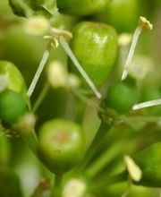 Château Coujan image 2