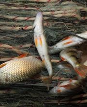 Restaurant Traube Bild 8