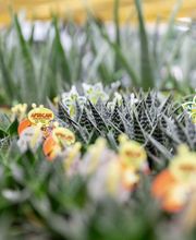 Jardins Issler image 9