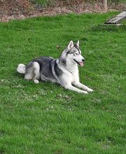 Agil'Canin 36 image 17