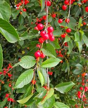 Like Cigarette image 2