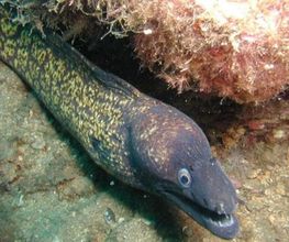DIVE SECTOR Bild 5