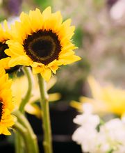 Edgewood Flowers image 1