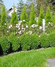 Rohner Gartenbau AG Bild 3