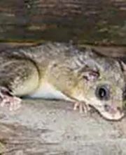 Fürst Schädlingsbekämpfung Bild 3