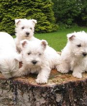 ELEVAGE D'YMAUVILLE image 7