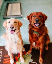 Twin Oaks Veterinary Clinic image 12