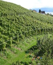 Weingut Hasenhalde Bild 2