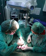 Don Can Servicios Veterinarios S.L.P. imagen 1