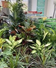 Dessapt Horticulture image 10