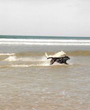Die Schule der Labradorfreunde Bild 9
