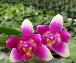 MyOrchids.shop Bild 13