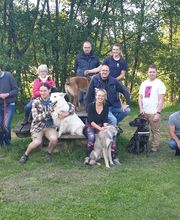 Amis Dogs 76 image 1