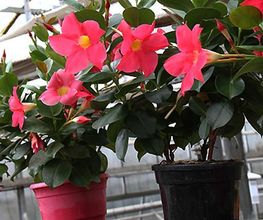 Royal Fleurs image 3