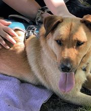 Hundeschule Thea Grothe Bild 3