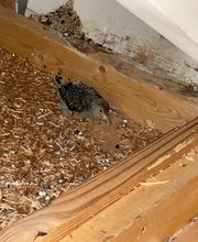 Critter Control image 5