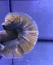 Aquasalvaje imagen 14