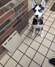 Lashley Animal Hospital image 8