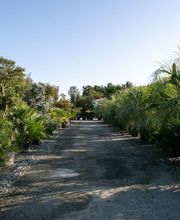 Pépinières de Corme Royal image 19