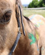 Reitschule Equo Deluxe Bild 2