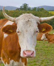 Herzogl. Bayerisches Forstgut, Forstgut Banz Bild 7