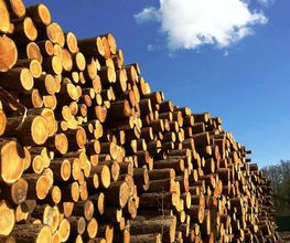 Holz Schütterle oHG Bild 2