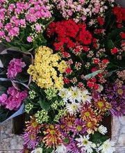 Floristería Ave de Paraíso imagen 5