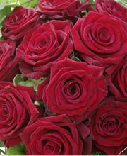 Zimmermann Flaach AG Blumen & Gartenbau Bild 5