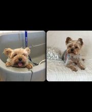 Toilettage Zen image 2