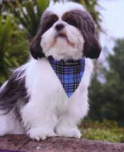 Coiff toutou image 6