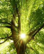 Auvet Pascal image 3