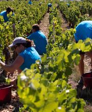 Domaine Gautheron Alain Et Cyril SCEV image 9