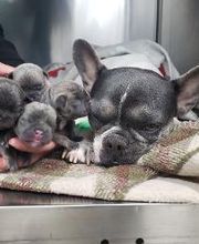 Animal Urgent Care image 3