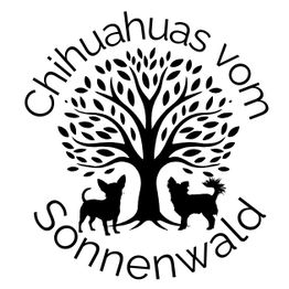Chihuahuas vom Sonnenwald