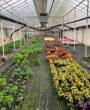 Gärtnerei van Oordt Bild 8