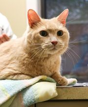 Willowrun Veterinary Hospital image 15