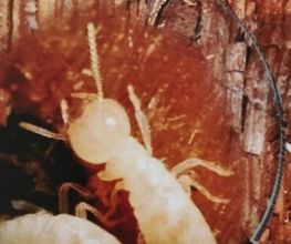 Protection Termite image 19