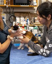 Santa Monica Pet Medical Center image 4