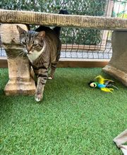 Hotel-cats.com image 8