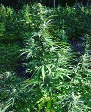 Canbas Hanfshop Bild 6