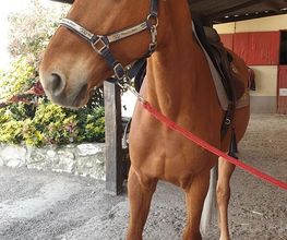 Les Ecuries De Saint Martin image 1