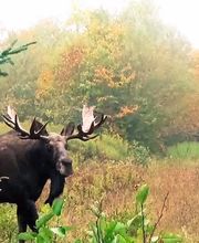 Sunrise Ridge Guide Service and Sporting Camps image 5